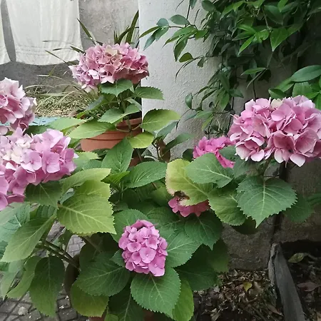 Il Rifugio Di Sav. Rom